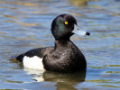 Tufted Duck (WWT Slimbridge May 2012) - pic by Nigel Key